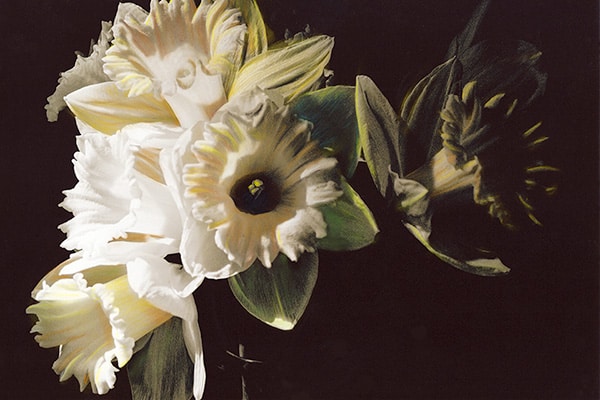 Daffodils photograph