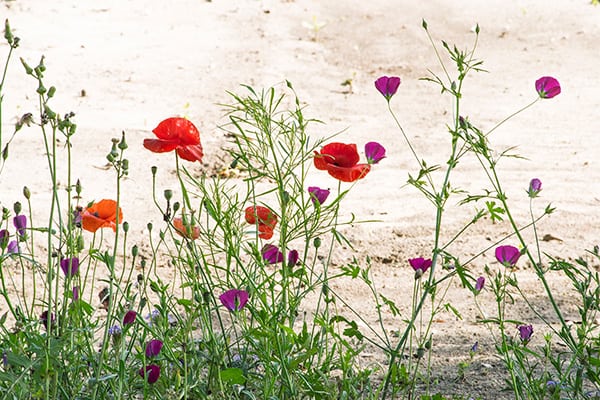 red Poppies photograph