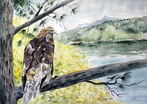 King of the Mountain eagle watercolor