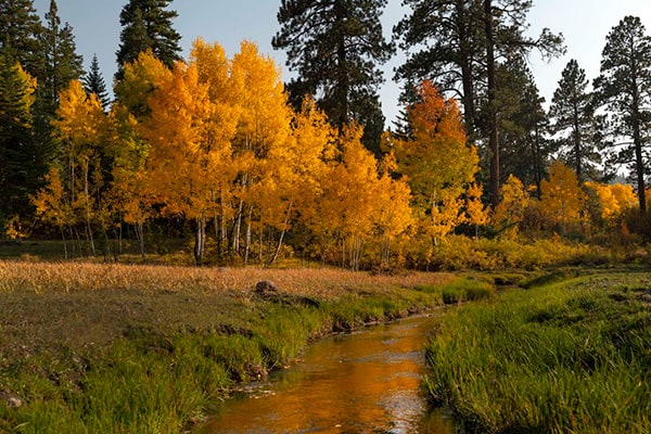 Gold aspens on the river photograph