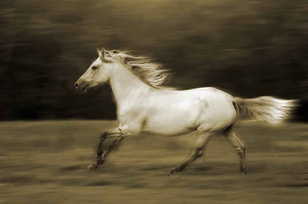 Kiger Mustang photograph