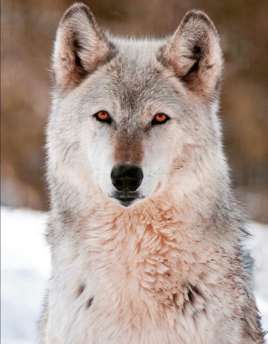 White Wolf close-up photograph